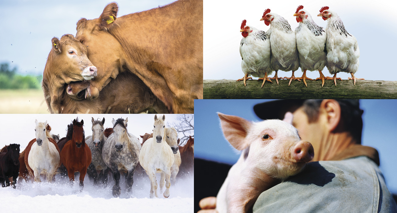 Self Photos / Files - indical-4anim-1300-700